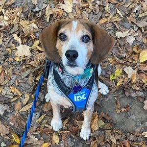 Meet your Posher, Autumn